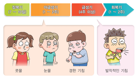 백일해 증상 3단계_출처:질병관리청